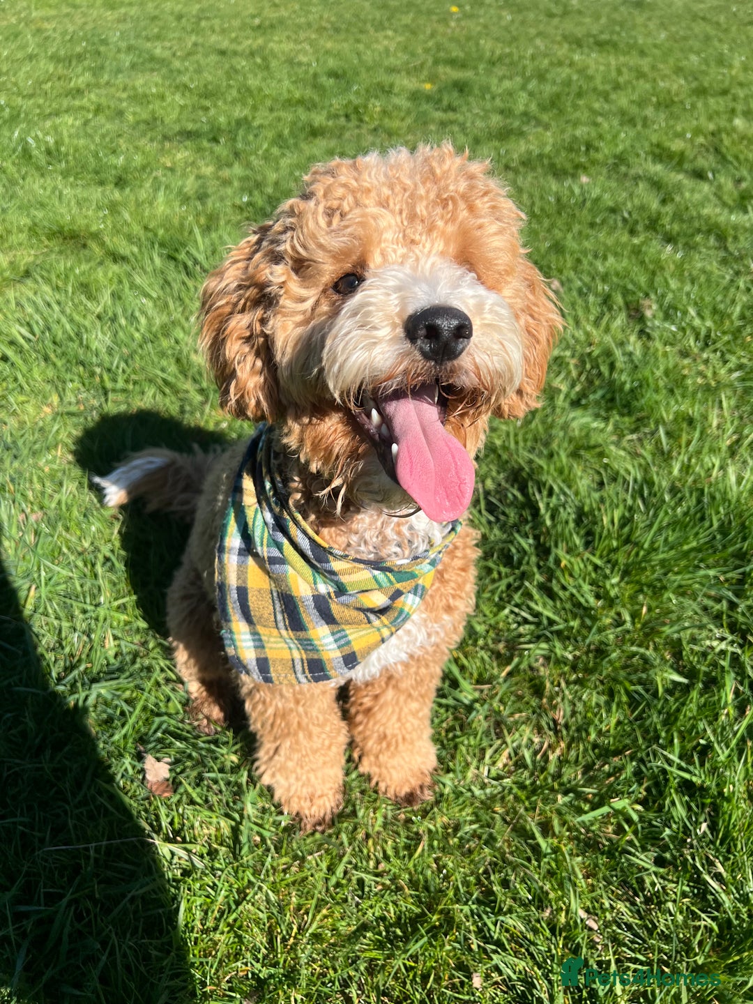Cockapoo dogs for stud: Bruno  - Image 10