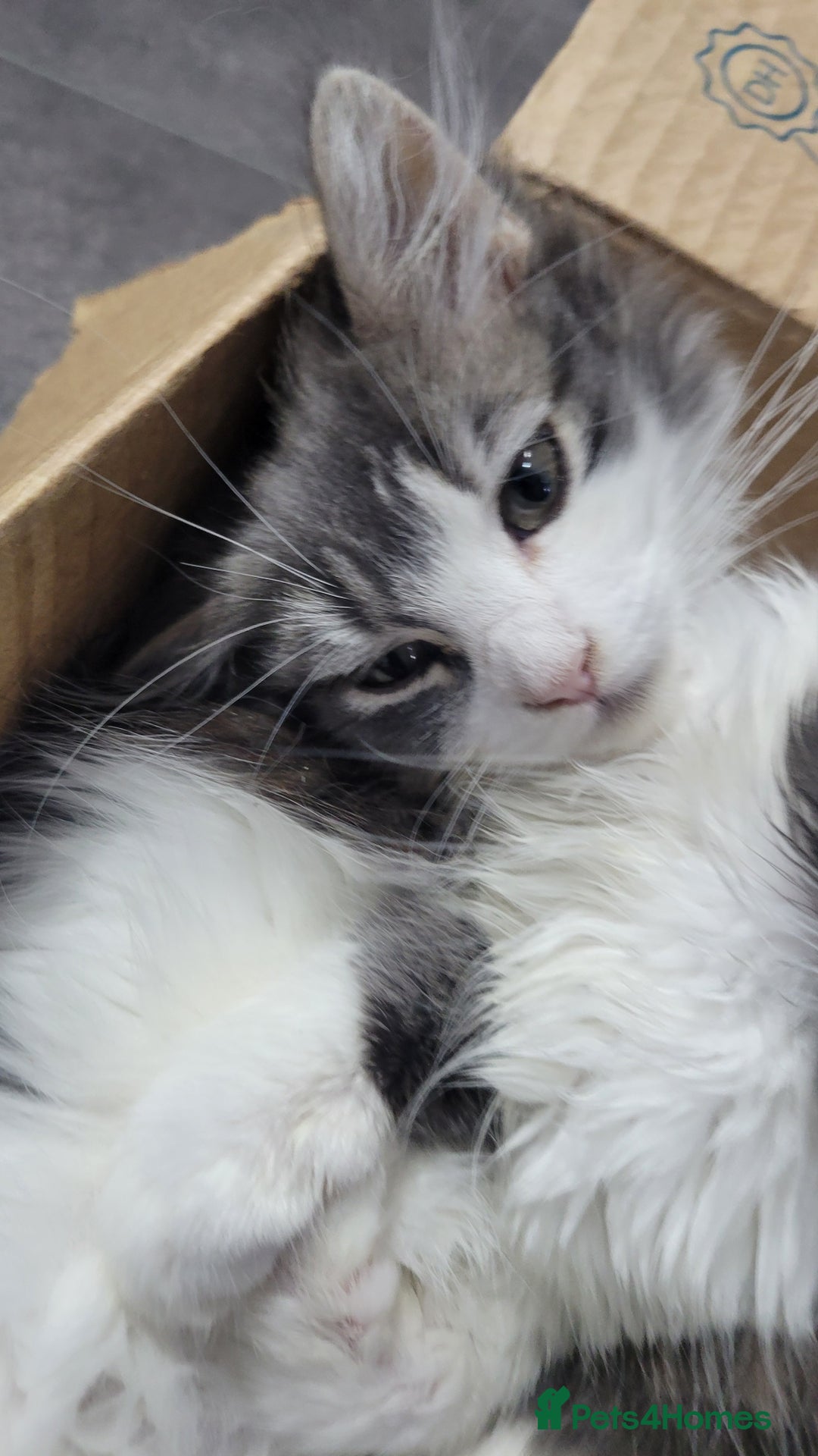 Maine Coon cats for sale: Beautiful Mixed Main Coon Kittens - Advert 12