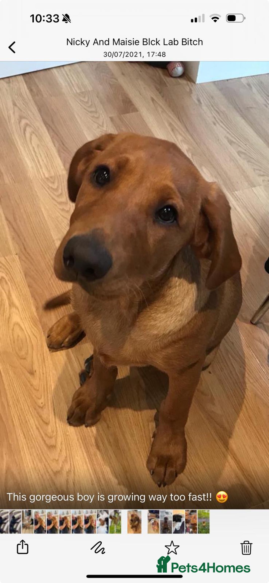 Labrador Retriever dogs for sale: ***LAST 2 BLACK & FOX RED BOYS*** - Image 29