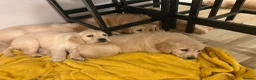 Golden Retriever dogs for sale: Stunning Golden retriever puppy’s - Advert 4
