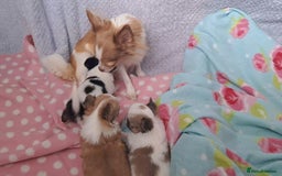 Chihuahua dogs for sale: Long Coat Chihuahua puppies - Image 20