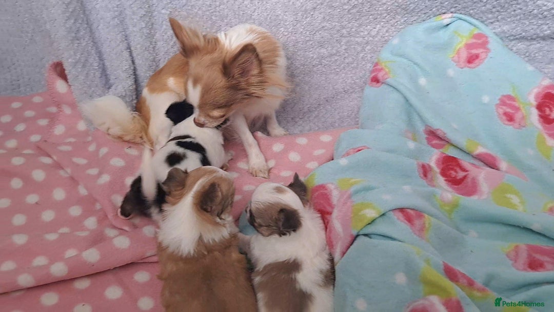 Chihuahua dogs for sale: Long Coat Chihuahua puppies - Image 20