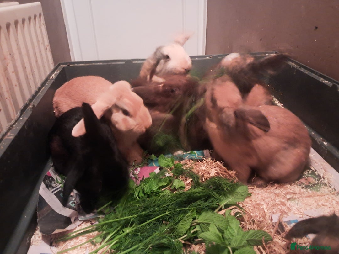 Mixed Breed rabbits for sale: Free to loving forever homes  - Image 13