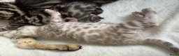 Bengal cats for sale: Bengal Kittens For Sale (6 Left) - Advert 22