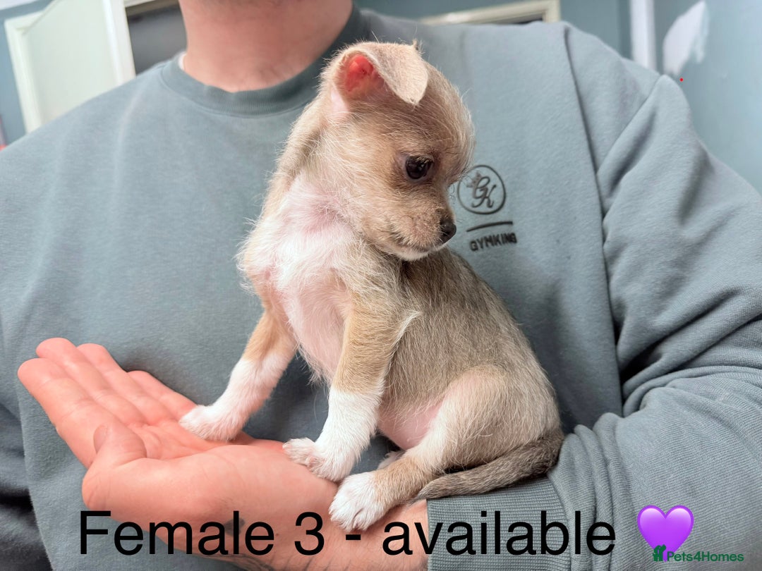 Mixed Breed dogs for sale: Beautiful hybrid Chihuahua puppy’s.  - Advert 6