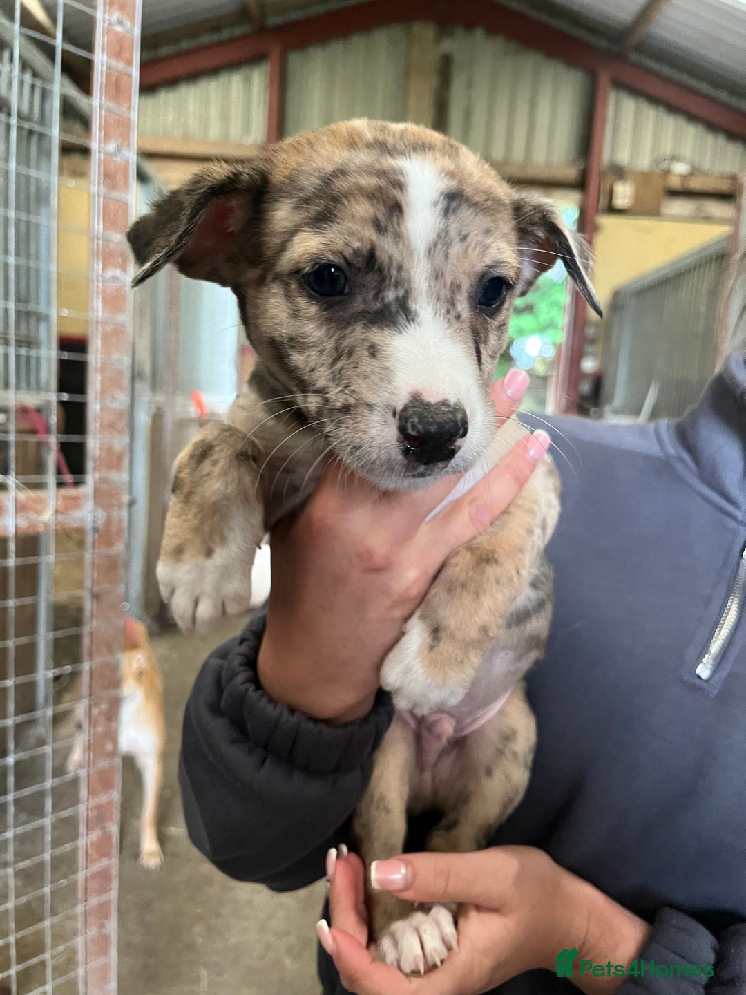 Lurcher dogs for sale: Lurcher Puppies For Sale - Image 1