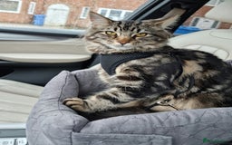 Maine Coon cats for sale: Maincoon cross domestic long hair, 11 months old - Image 16