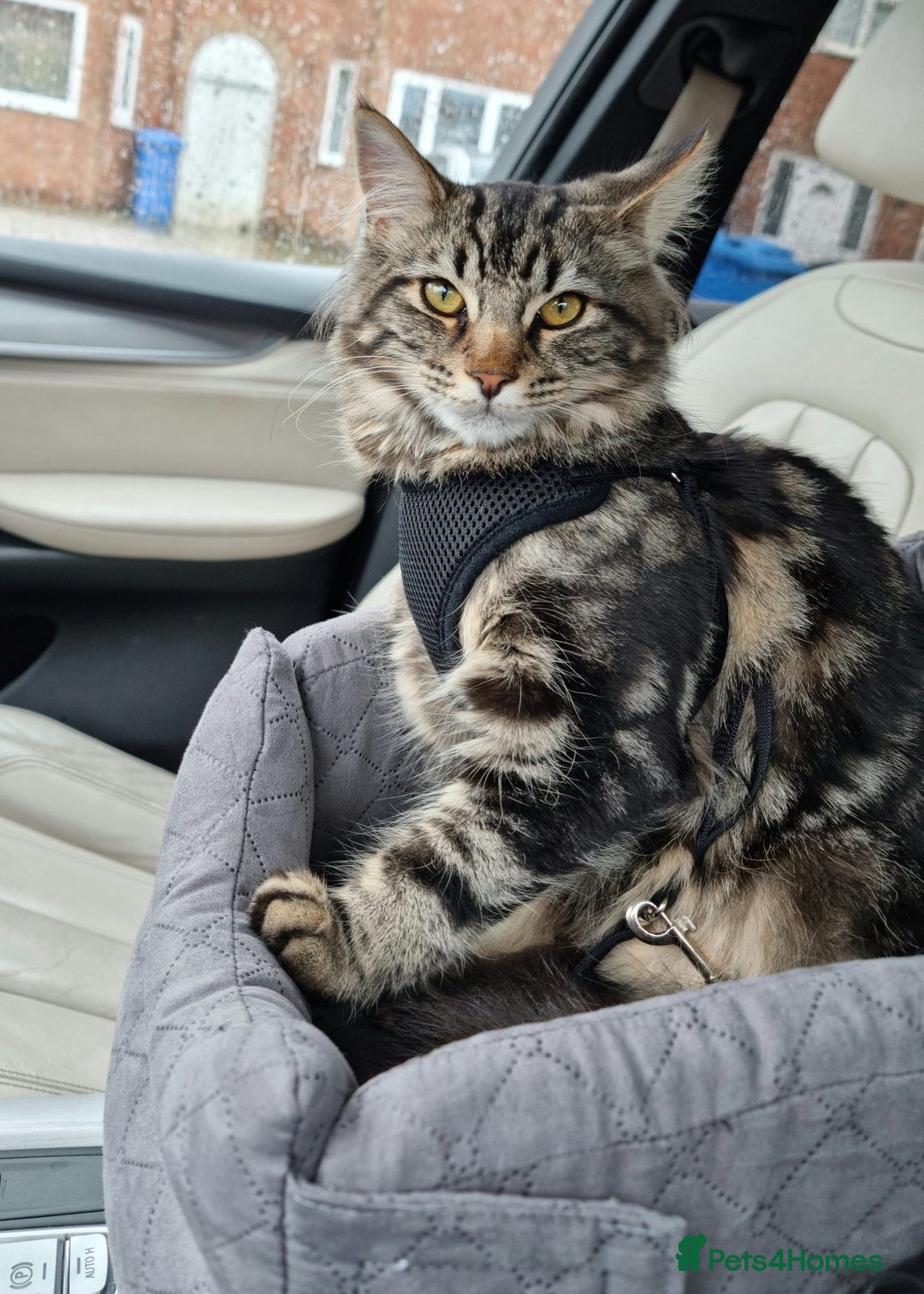Maine Coon cats for sale: Maincoon cross domestic long hair, 11 months old - Image 16