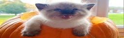 Ragdoll cats for stud: Stud Muffin in Ilkeston - Advert 15