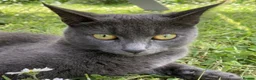 Mixed Breed cats for sale: Korat cross Kittens in Woodbridge - Advert 1