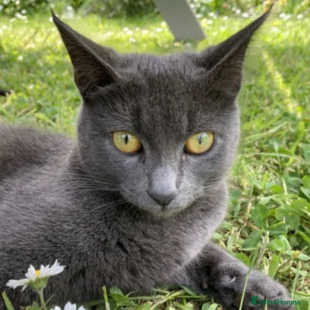 Mixed Breed cats for sale: Korat cross Kittens in Woodbridge - Advert 1