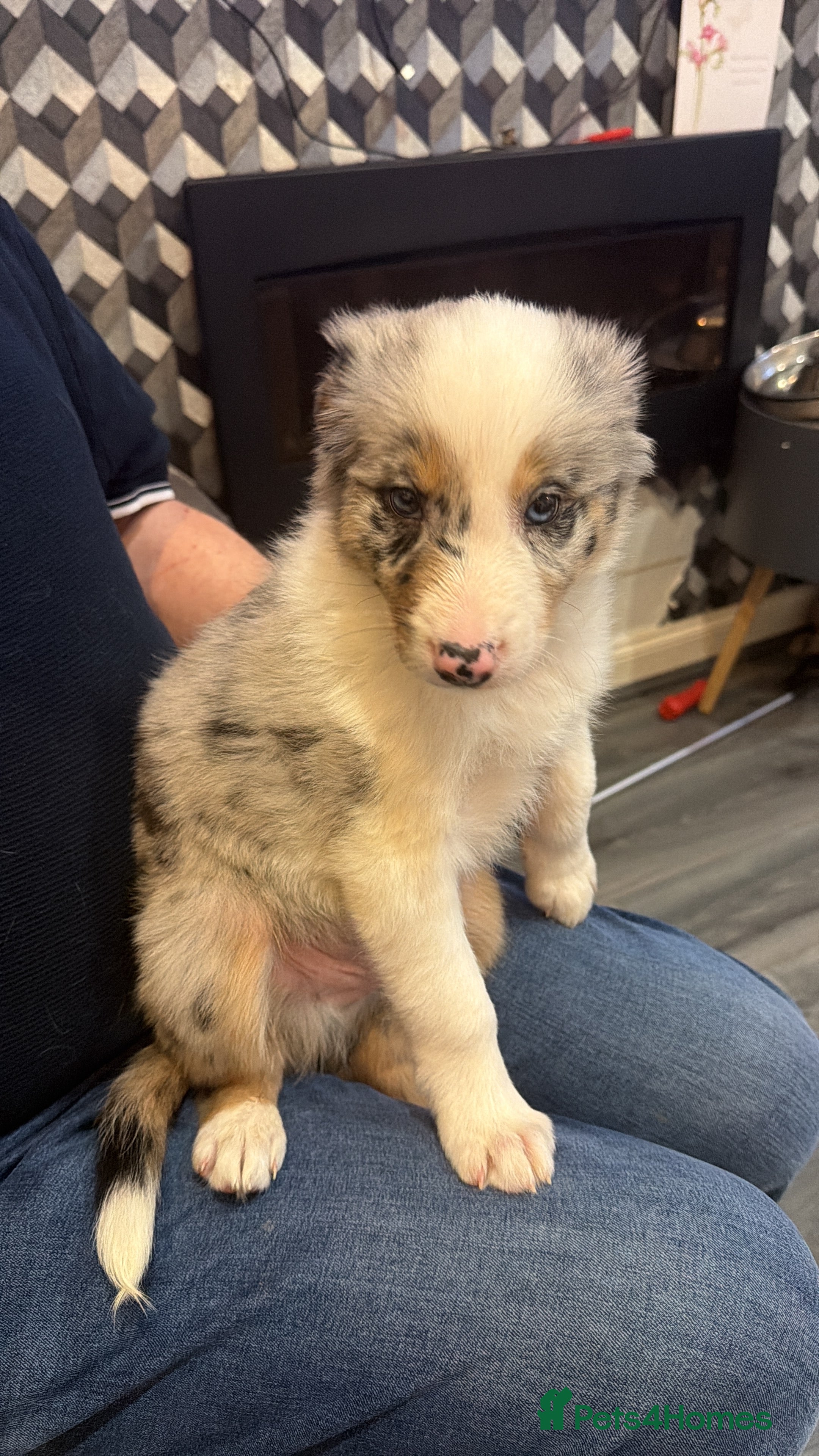 Mixed Breed dogs 17th of FebruaryMerle Border beard Collie Puppies - Advert 4