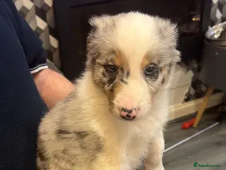 Mixed Breed dogs 17th of FebruaryMerle Border beard Collie Puppies - Advert 4