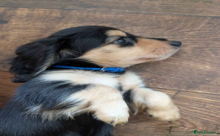 Miniature Dachshund dogs - Advert 4