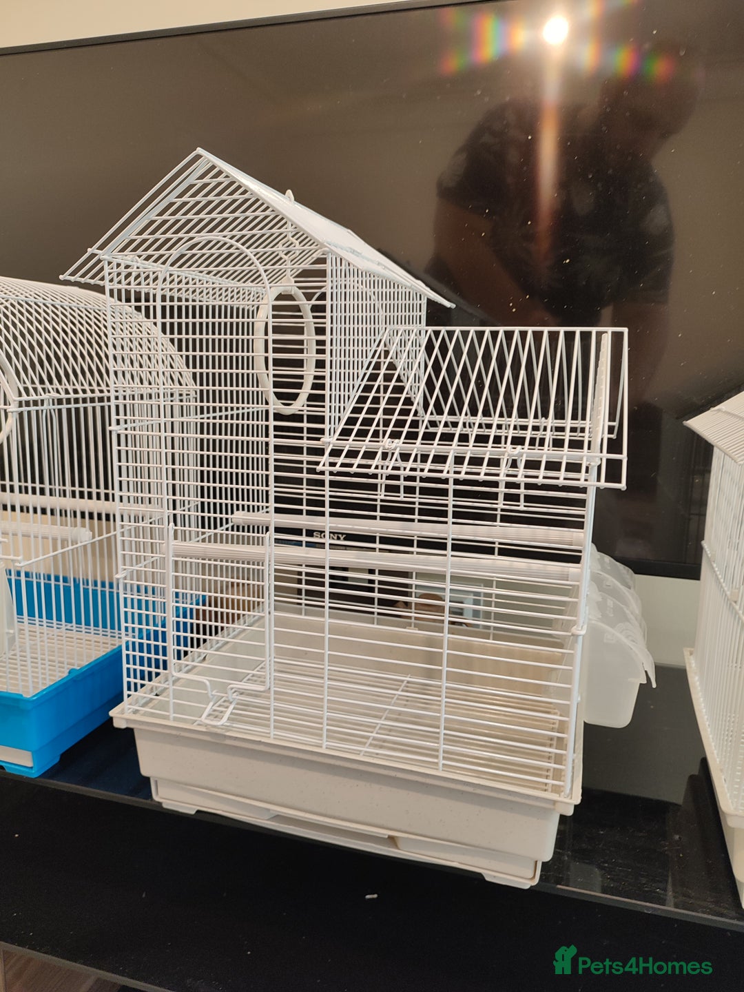 Budgerigars birds for sale: Budgies  - Advert 11