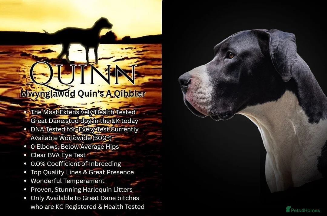 Great Dane dogs for stud: Stunning Proven Extensively Health Tested KC Stud - Advert 1