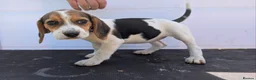 Beagle dogs for sale: Gorgeous Beagle puppies - Advert 6