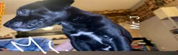 Mixed Breed dogs for sale: Athena x Ares Puppies – Not for Everyone in Manchester - Advert 21