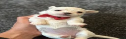 Bichon Frise dogs for sale: Bichon malteze with frese hybrid  in Milton Keynes - Advert 16