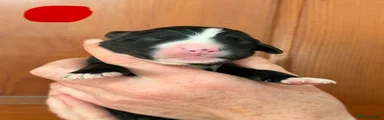 Bernese Mountain Dog 4