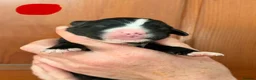 Bernese Mountain Dog dogs for sale: Bernese mountain dog x labernese puppies - Advert 6