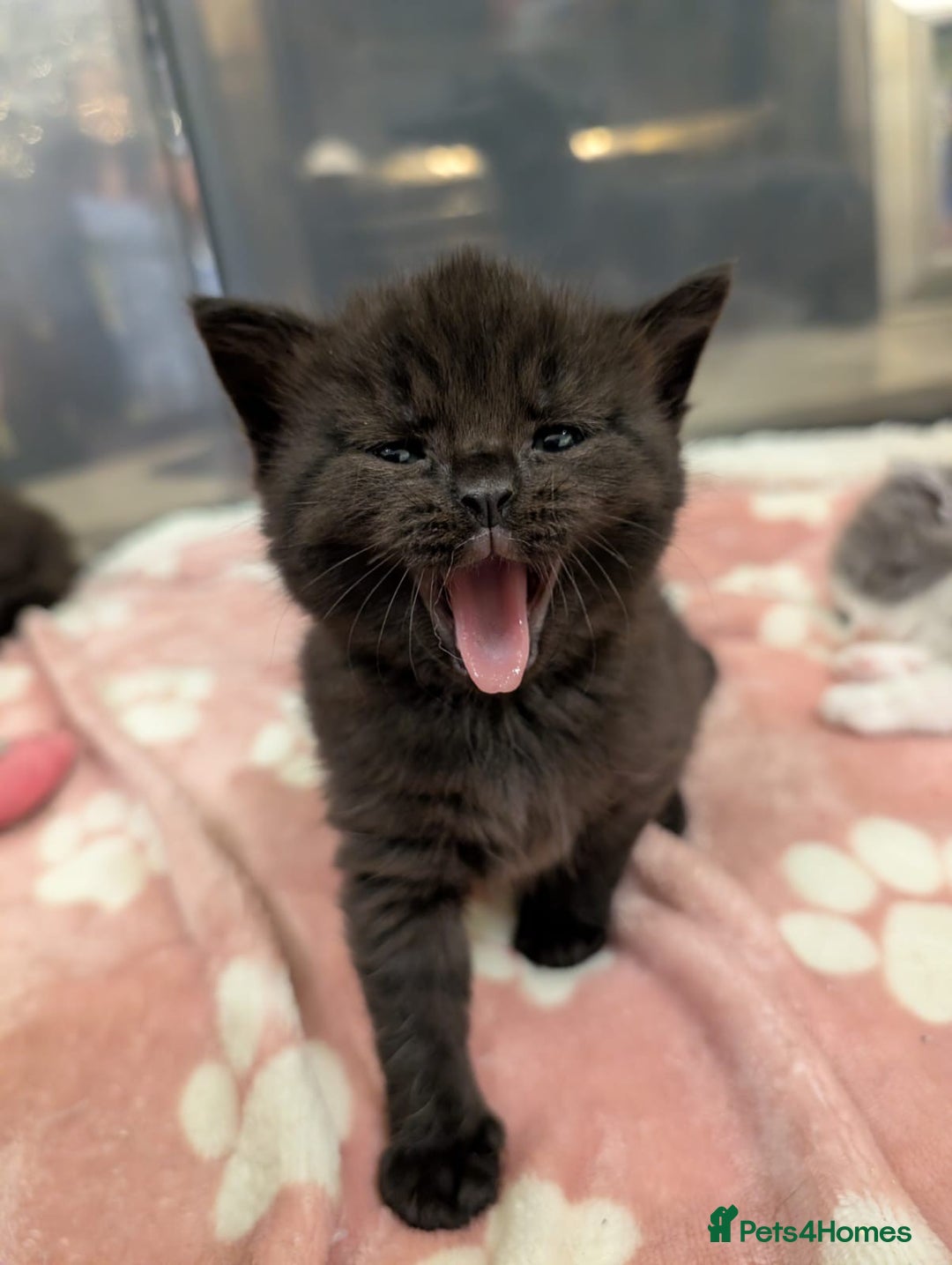 Mixed Breed cats for sale: Only 1 Black Girl and 1 Black boy left! - Advert 3