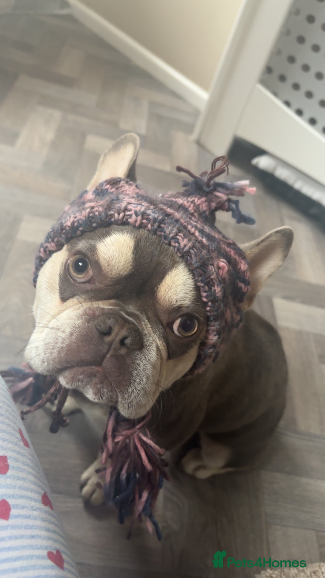 French Bulldog dogs for sale: French bulldog  - Image 4