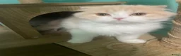 Scottish Fold cats for sale: Scottish fold - Advert 16