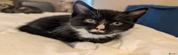 Mixed Breed cats for sale: Beautiful kittens for sale  - Advert 9
