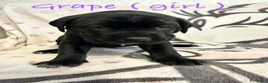 Cane Corso Puppy 5