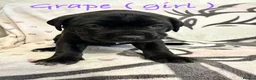 Cane Corso dogs for sale: Urgent Cane Corso Puppies - Advert 5