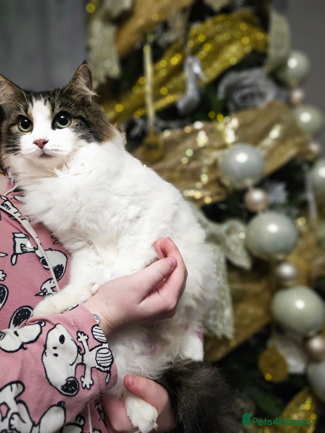 Mixed Breed cats for sale: 🩵💖2 KITTENS LEFT! READY TO LEAVE  - Advert 3