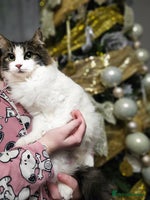 Mixed Breed cats 🩵💖2 KITTENS LEFT! READY TO LEAVE - Advert 6