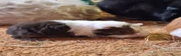 Guinea Pig rodents for sale: Beautiful Texel and Merino boars  - Advert 12