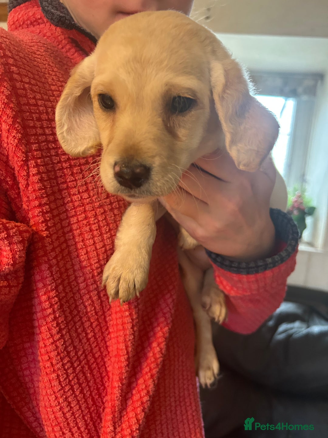 Mixed Breed dogs for sale: Cavapoo Puppies - Advert 1