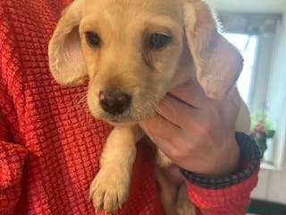 Mixed Breed dogs Cavapoo Puppies - Advert 12