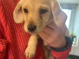 Mixed Breed dogs Cavapoo Puppies - Advert 2