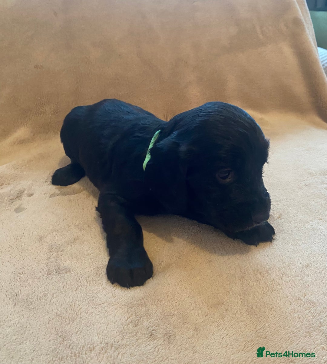 Cocker Spaniel dogs for sale: Cocker Spaniel Pups - Image 8