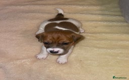 Jack Russell dogs for sale: Stunning Jack Russell puppies - Image 4
