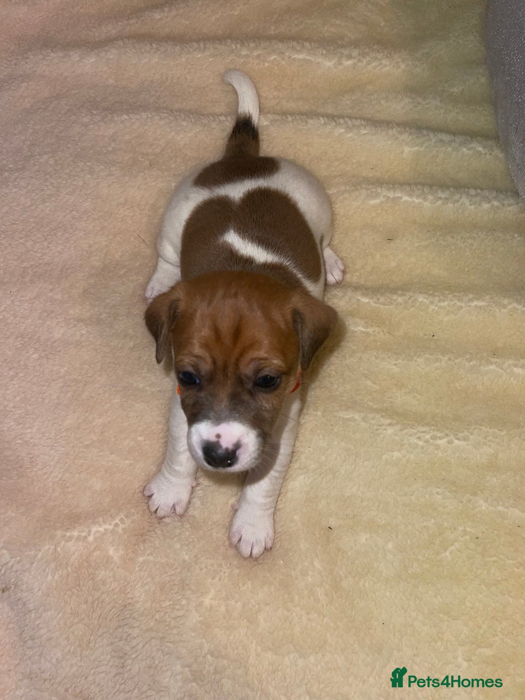 Jack Russell dogs for sale: Stunning Jack Russell puppies - Image 4