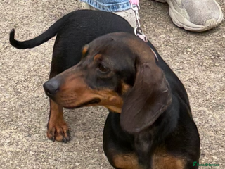 Dachshund dogs Female dachshund - Advert 18