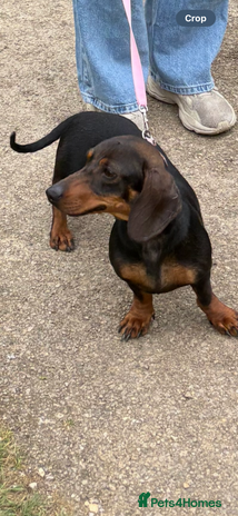 Dachshund dogs - Advert 1