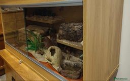 Corn Snake reptiles for sale: Korra the corn snake - free to a good home - Image 7