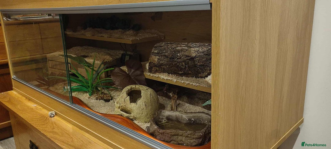 Corn Snake reptiles for sale: Korra the corn snake - free to a good home - Image 7