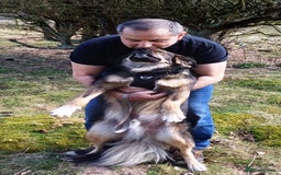 Mixed Breed dogs for adoption: Meet Little BEAR, a Lovely but naughty Boy... - Image 29