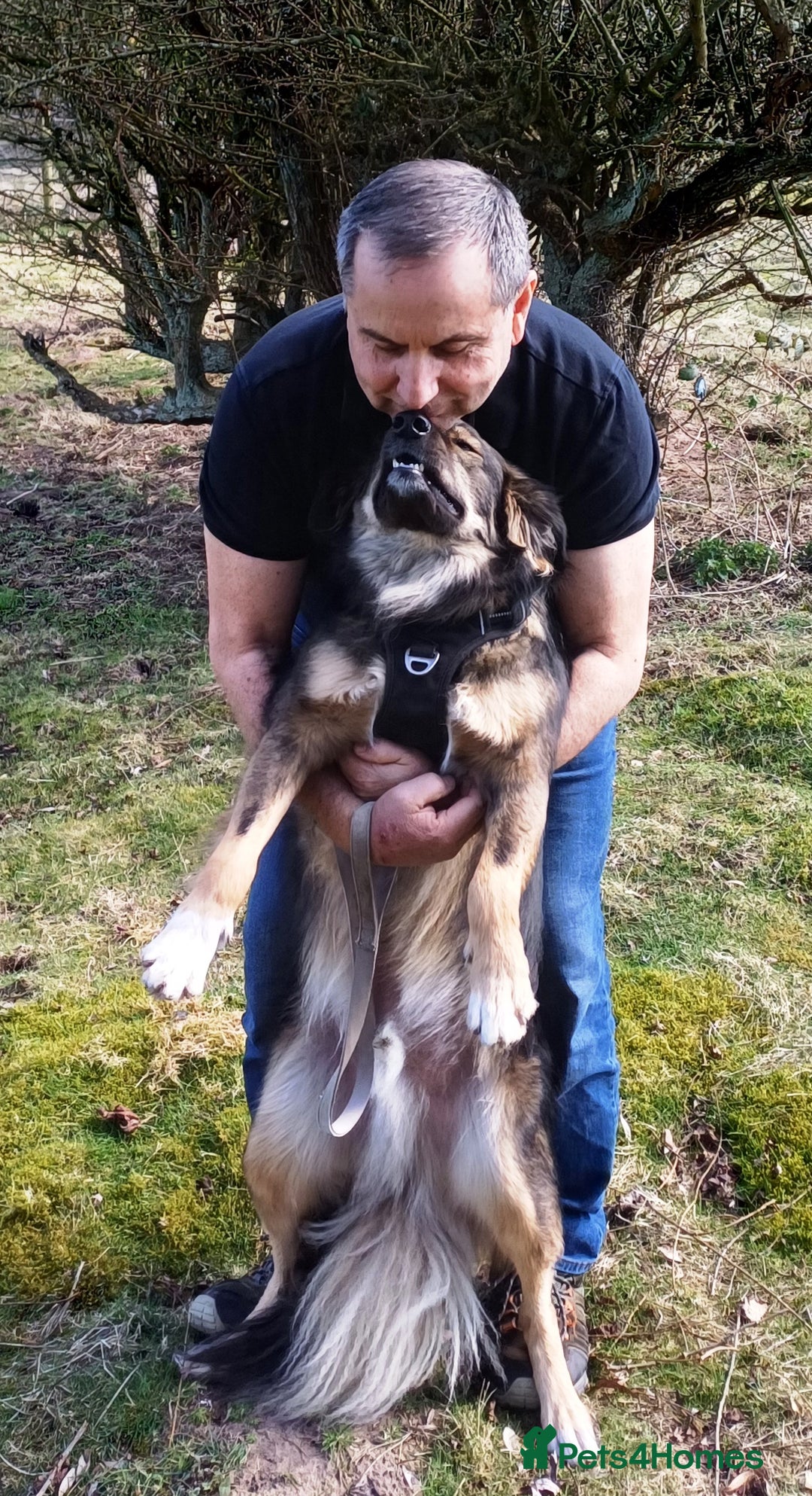 Mixed Breed dogs for adoption: Meet Little BEAR, a Lovely but naughty Boy... - Image 29