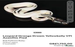 Python Snake reptiles for sale: Royal pythons  - Image 40