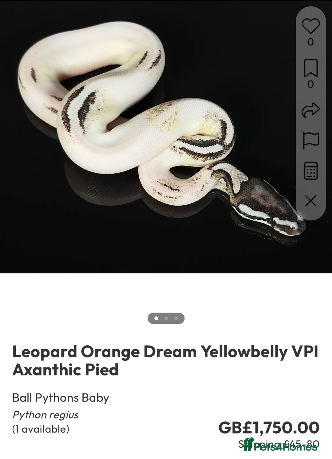 Python Snake reptiles for sale: Royal pythons  - Image 40