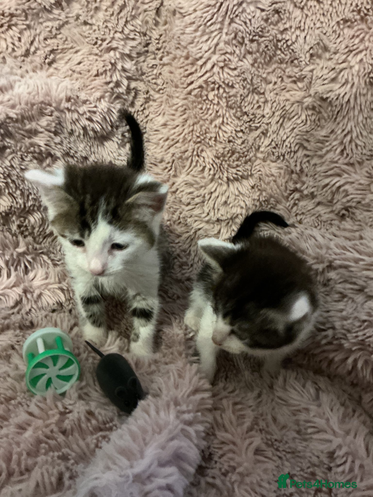 Bengal cats for sale: Beautiful kittens ready for 5* homes - Advert 4