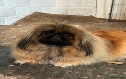 Pekingese dogs for sale: Beautiful pure pedigree Pekingese puppies  - Image 3